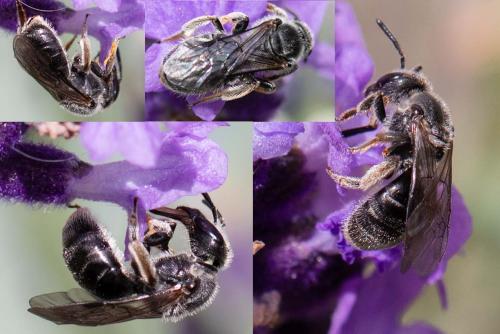 Lasioglossum sp.